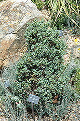 Berkshire Juniper (Juniperus communis 'Berkshire') at Stonegate Gardens