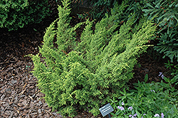 Shimpaku Golden Chinese Juniper (Juniperus chinensis 'Shimpaku Aurea') at A Very Successful Garden Center