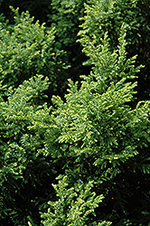 Plumosa Aurea Compacta Falsecypress (Chamaecyparis pisifera 'Plumosa Aurea Compacta') at A Very Successful Garden Center