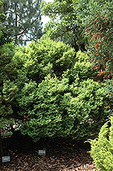 Plumosa Aurea Compacta Falsecypress (Chamaecyparis pisifera 'Plumosa Aurea Compacta') at Lakeshore Garden Centres