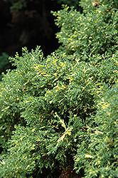 Saffron Spray Hinoki Falsecypress (Chamaecyparis obtusa 'Saffron Spray') at A Very Successful Garden Center