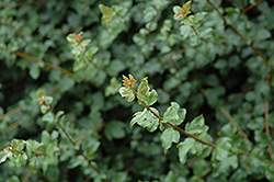 Cretan Maple (Acer sempervirens) at Stonegate Gardens