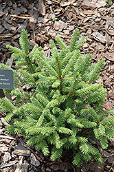 Asselyn Dwarf Norway Spruce (Picea abies 'Compacta Asselyn') at Lakeshore Garden Centres