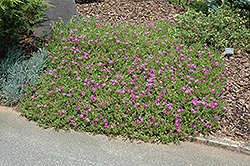Purple Ice Plant (Delosperma cooperi) at A Very Successful Garden Center