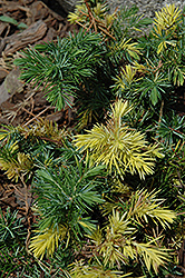 Sunsplash Shore Juniper (Juniperus conferta 'Sunsplash') at Stonegate Gardens