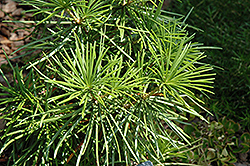 Ossorio Gold Japanese Umbrella Pine (Sciadopitys verticillata 'Ossorio Gold') at Stonegate Gardens