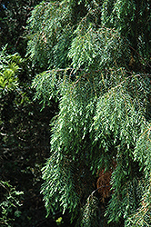 Prickly Juniper (Juniperus formosana) at Stonegate Gardens