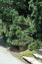 Angelica's Thunderhead Japanese Black Pine (Pinus thunbergii 'Angelica's Thunderhead') at A Very Successful Garden Center