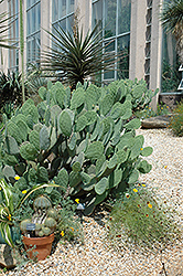 Tiger Tongue Prickly Pear Cactus (Opuntia ellisiana) at A Very Successful Garden Center