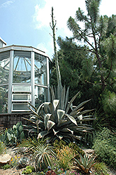 Century Plant (Agave americana) at Stonegate Gardens