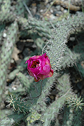 Tree Cholla Cactus (Opuntia imbricata) at A Very Successful Garden Center