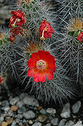 Mojave Mound Cactus (Echinocereus polyacanthus) at A Very Successful Garden Center