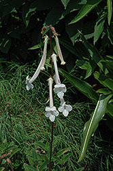 Hardy White Gloxinia (Sinningia tubiflora) at Stonegate Gardens