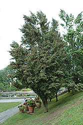 Columnar Peach (Prunus persica 'Fastigiata') at A Very Successful Garden Center