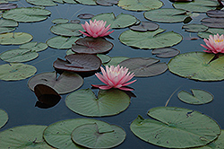 Attraction Hardy Water Lily (Nymphaea 'Attraction') at A Very Successful Garden Center
