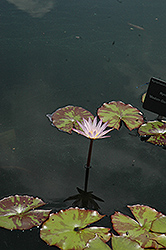 Madame Ganna Walska Tropical Water Lily (Nymphaea 'Madame Ganna Walska') at Lakeshore Garden Centres