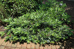 Creeping Plum Yew (Cephalotaxus harringtonia 'var. prostrata') at Lakeshore Garden Centres