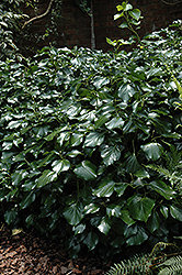 Prince Avenue Ivy (Hedera helix 'Prince Avenue') at Stonegate Gardens