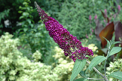 Potter's Purple Butterfly Bush (Buddleia davidii 'Potter's Purple') at Lakeshore Garden Centres
