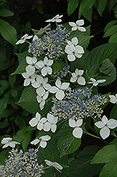 Lanarth White Hydrangea (Hydrangea macrophylla 'Lanarth White') at A Very Successful Garden Center
