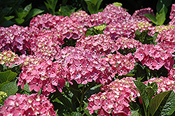 Forever Pink Hydrangea (Hydrangea macrophylla 'Forever Pink') at A Very Successful Garden Center