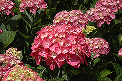 Forever Pink Hydrangea (Hydrangea macrophylla 'Forever Pink') at A Very Successful Garden Center