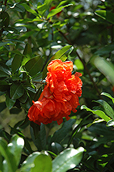 Dwarf Pomegranate (Punica granatum 'Nana') at A Very Successful Garden Center