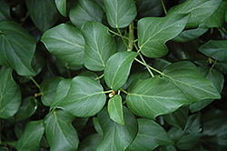 Green Spice Ivy (Hedera colchica 'Green Spice') at Stonegate Gardens