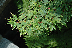 Fjellheim Japanese Maple (Acer palmatum 'Fjellheim') at A Very Successful Garden Center