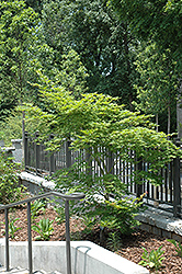 Yellow Bird Japanese Maple (Acer palmatum 'Yellow Bird') at Stonegate Gardens