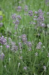 Baby Blue English Lavender (Lavandula angustifolia 'Baby Blue') at A Very Successful Garden Center