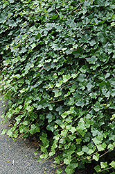 Irish Ivy (Hedera helix 'Hibernica') at A Very Successful Garden Center