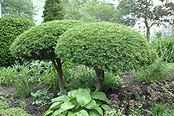 Pfitzer Juniper (tree form) (Juniperus x media 'Pfitzeriana (tree form)') at A Very Successful Garden Center