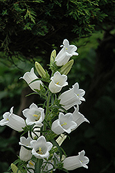 White Canterbury Bells (Campanula medium 'Alba') at Lakeshore Garden Centres
