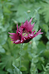 Opium Poppy (Papaver somniferum) at A Very Successful Garden Center
