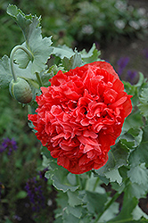 Double Opium Poppy (Papaver somniferum 'Double') at A Very Successful Garden Center