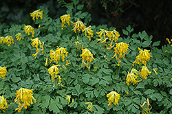 Golden Corydalis (Corydalis lutea) at A Very Successful Garden Center