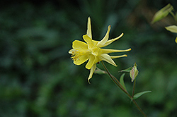 Yellow Star Columbine (Aquilegia chrysantha 'Yellow Star') at Stonegate Gardens