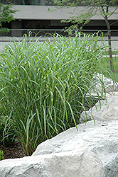 Zebra Grass (Miscanthus sinensis 'Zebrinus') at A Very Successful Garden Center