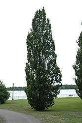 Pyramidal English Oak (Quercus robur 'Fastigiata') at Lakeshore Garden Centres