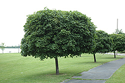 Globe Norway Maple (Acer platanoides 'Globosum') at Stonegate Gardens