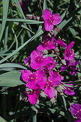 Red Cloud Spiderwort (Tradescantia x andersoniana 'Red Cloud') at A Very Successful Garden Center