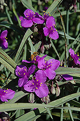 Purple Dome Spiderwort (Tradescantia x andersoniana 'Purple Dome') at Lakeshore Garden Centres