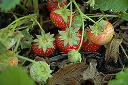 Common Wild Strawberry (Fragaria virginiana) at A Very Successful Garden Center