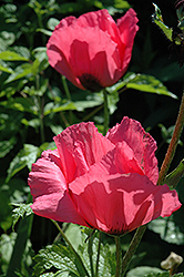 Raspberry Queen Poppy (Papaver orientale 'Raspberry Queen') at A Very Successful Garden Center