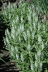 Snow Hill Sage (Salvia x sylvestris 'Snow Hill') at The Mustard Seed