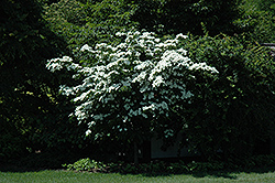 Weaver White Flowering Dogwood (Cornus florida 'Weaver White') at Stonegate Gardens