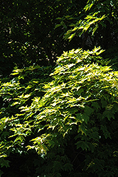 Golden Chinese Maple (Acer cappadocicum 'Aureum') at A Very Successful Garden Center