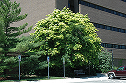 Golden Chinese Maple (Acer cappadocicum 'Aureum') at Lakeshore Garden Centres