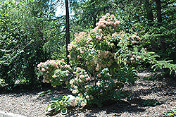 Daydream Smokebush (Cotinus coggygria 'Daydream') at Stonegate Gardens